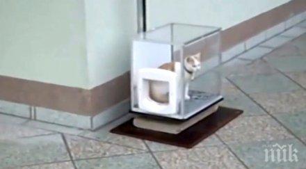 любопитна котка влезе една стъклена кутия последва секунди късно даде разбера все видя науча уау