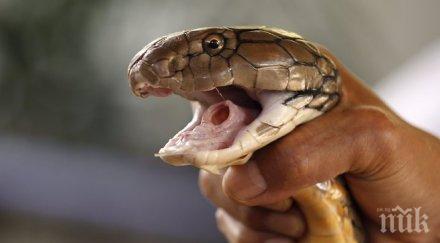 шок индиец иска ожени кобра