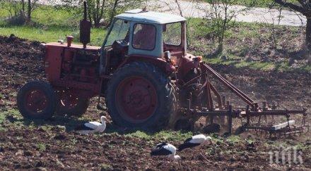 щъркели хранят разорана нива варна