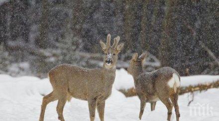 елените момчилград загинали премръзване установи проверка