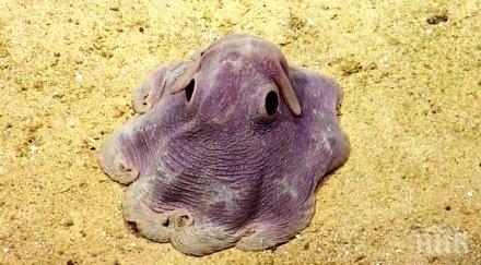 влезе океана камера главата идея нямаше какви интересни неща попадне искаше сподели теб