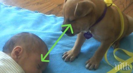задачата куче опази бебето неговата реакция толкова очарователна