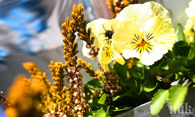 Синоптици от БАН: Задава се температурен шок! След зимата в последните дни - истинска пролет и 20 градуса за Великдкен!