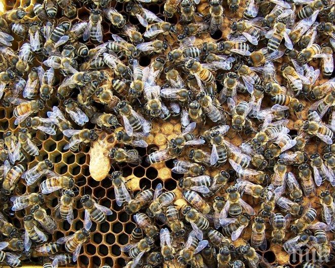 Проблемът с изчезването на пчелите се задълбочава 