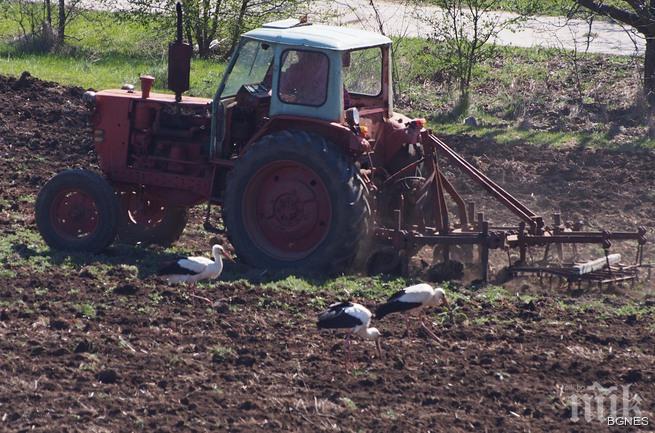 Щъркели се хранят в разорана нива край Варна