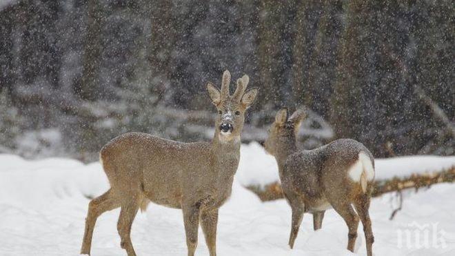 Елените край Момчилград са загинали от премръзване установи проверка