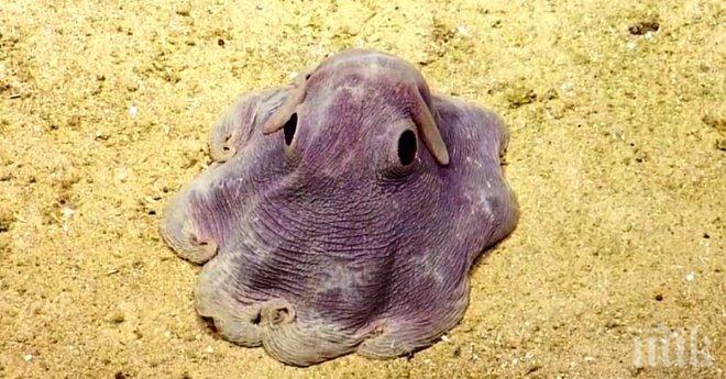 Той влезе в океана с камера на главата. Идея си нямаше на какви интересни неща ще попадне и искаше да може да ги сподели с теб!