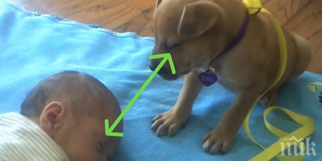 Задачата на това куче е да опази бебето. Неговата реакция? Толкова е очарователна!