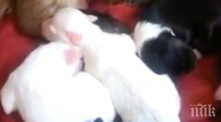 миниатюрна маймунка грижи пет невероятни малки животинки случи зареди настроение