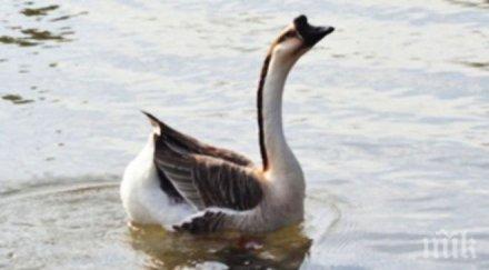 откриха мъртва дивата гъска кейт