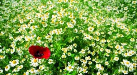 стоп пролетното потене билкови илачи