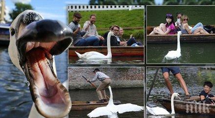 лебеди терористи тормозят острова