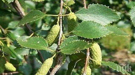 160 000 брези засадени 350 декара европроект района длс дикчан