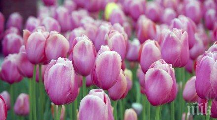 начина преборите пролетната алергия