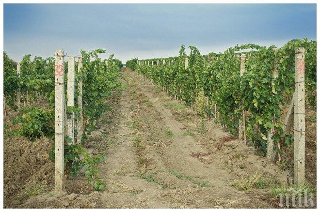 Лозовите масиви край Елшица остават недостъпни