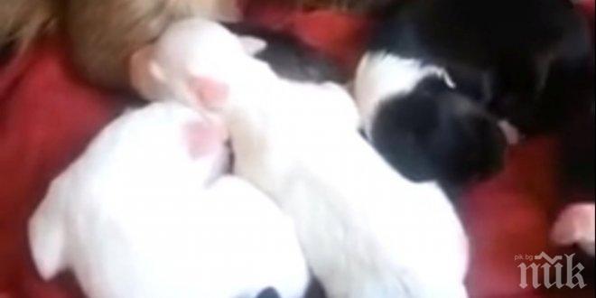 Миниатюрна маймунка се грижи за пет невероятни малки животинки! Това, което се случи след това? Зареди ме с много настроение!