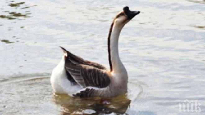 Откриха мъртва дивата гъска Кейт