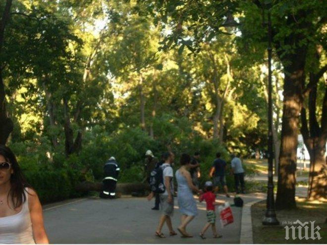 Вандали унищожиха рядко срещано дърво 