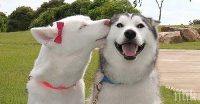 Пробвай да разгледаш тези снимки, без да се усмихнеш!