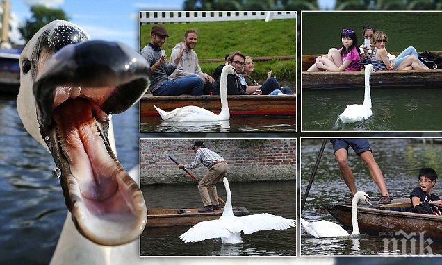 Лебеди терористи тормозят Острова