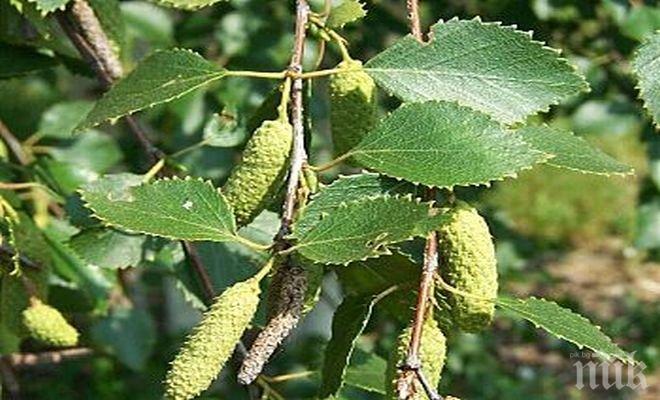 160 000 брези са засадени върху 350 декара по европроект в района на ДЛС Дикчан