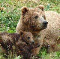 103 са мечките в Пазарджишко, броят им е много над допустимия
