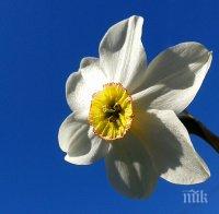 Природата също дава багрила за Великденски яйца