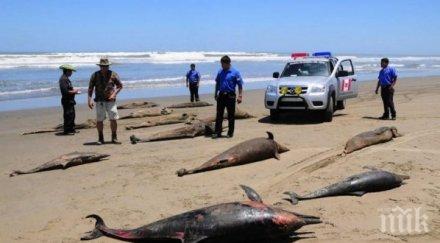 150 делфина самоубиха япония