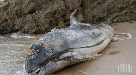 130 делфина излязоха сушата япония