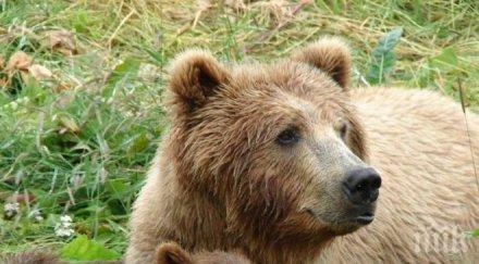 103 мечките пазарджишко броят допустимия