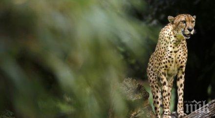 шок момченце падна клетката гепарда кливланд