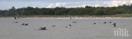 властите флорида вземат мерки кръвожадния нилски варан