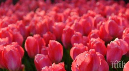 ботаническата градина балчик цъфнаха лалетата