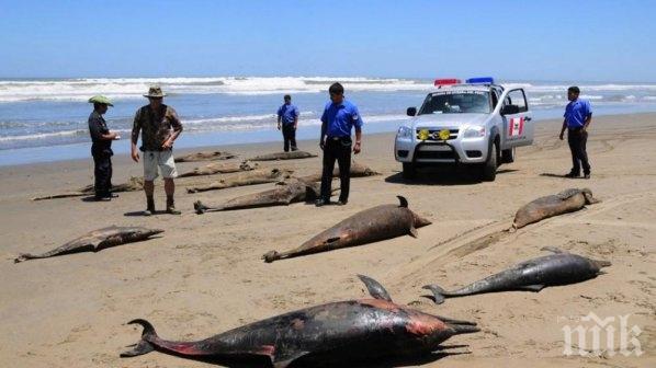 150 делфина се самоубиха в Япония