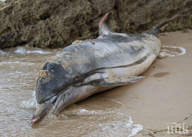 130 делфина излязоха на сушата в Япония