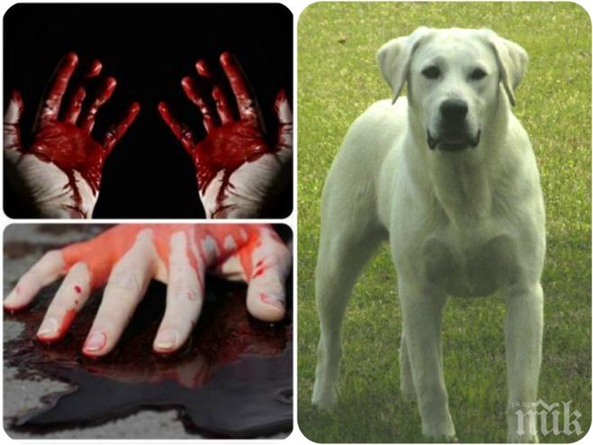 Потрес! Химик уби приятелката си по зверски начин, защото му изневерила с... домашното куче