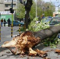 Подстригват опасните дървета