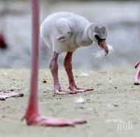 Розовото фламинго се връща в Иран