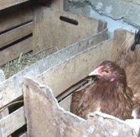 Кокошка от софийско село стана хит - снася зелени яйца