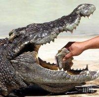 Крокодил нападна голфър в Австралия