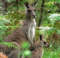 Полицията в Дания издирва четвърти ден кенгуру - беглец 