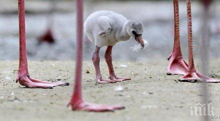 розовото фламинго връща иран