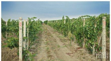 нси 2014 голямо увеличението цената лозята