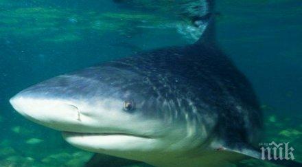 ужас акула разкъса момче ужасените погледи родителите