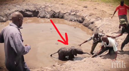 спасяват слонче дена реакцията неговата майка после просто разтопи сърцето