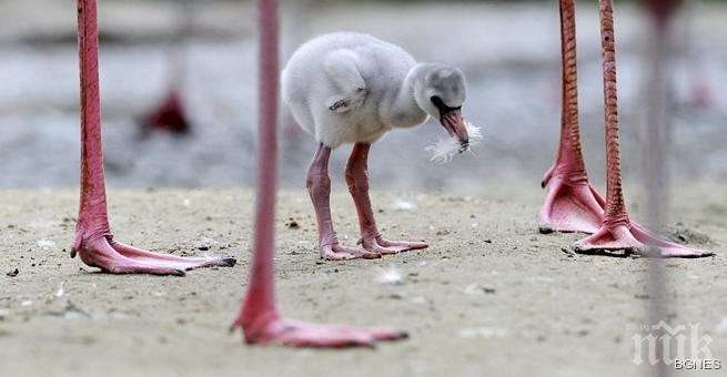 Розовото фламинго се връща в Иран