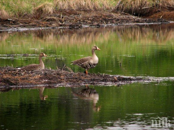 Издадени са ограничителни заповеди за територията на резервата „Сребърна”