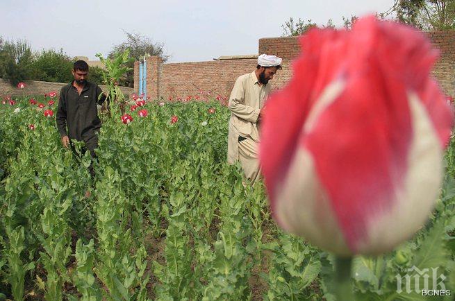 Увеличават се насажденията на опиумен мак в Афганистан
