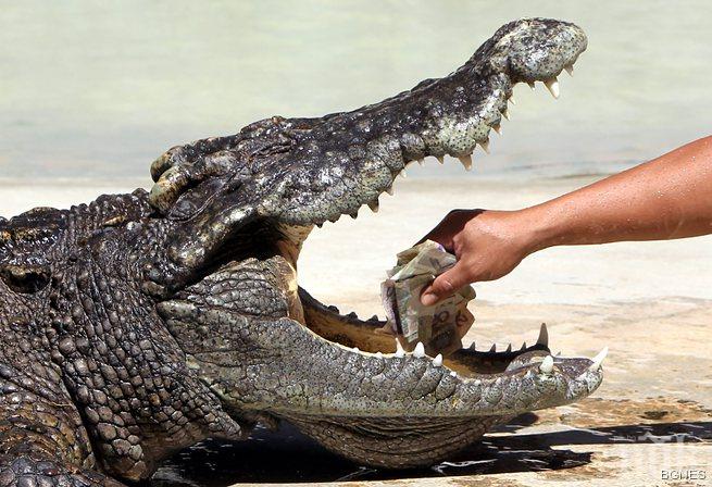 Крокодил нападна голфър в Австралия