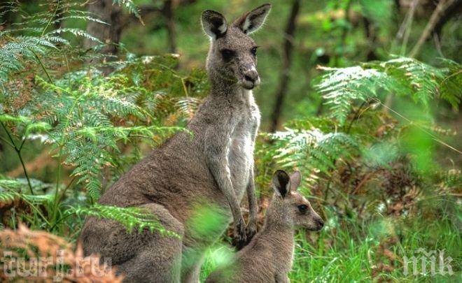 Полицията в Дания издирва четвърти ден кенгуру - беглец 
